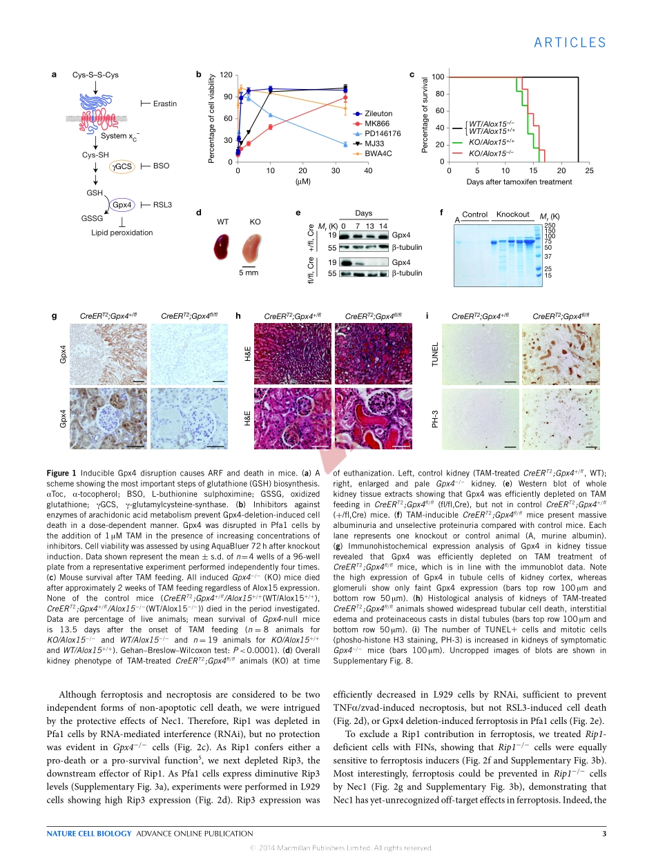 PMID：25402683.pdf_第3页