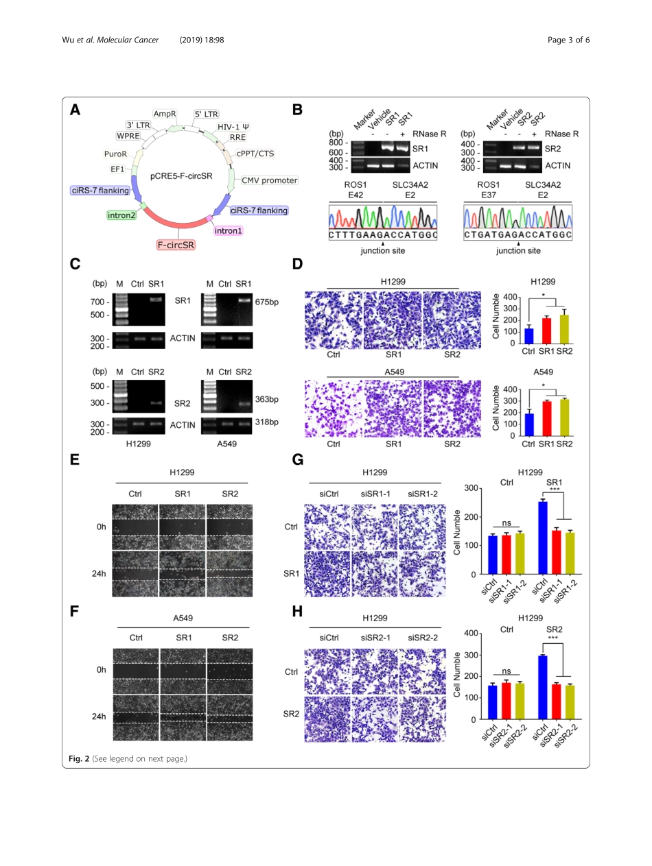 PMID：31118036.pdf_第3页
