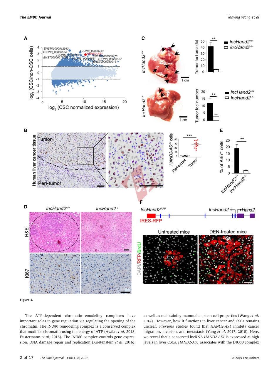 PMID：31334575.pdf_第2页
