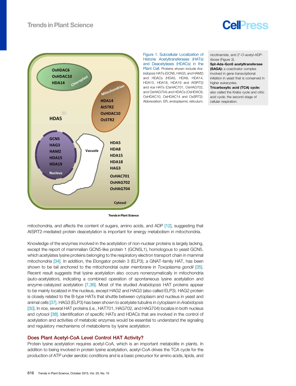 Histone Acetylation Enzymes Coordinate Metabol.pdf_第3页