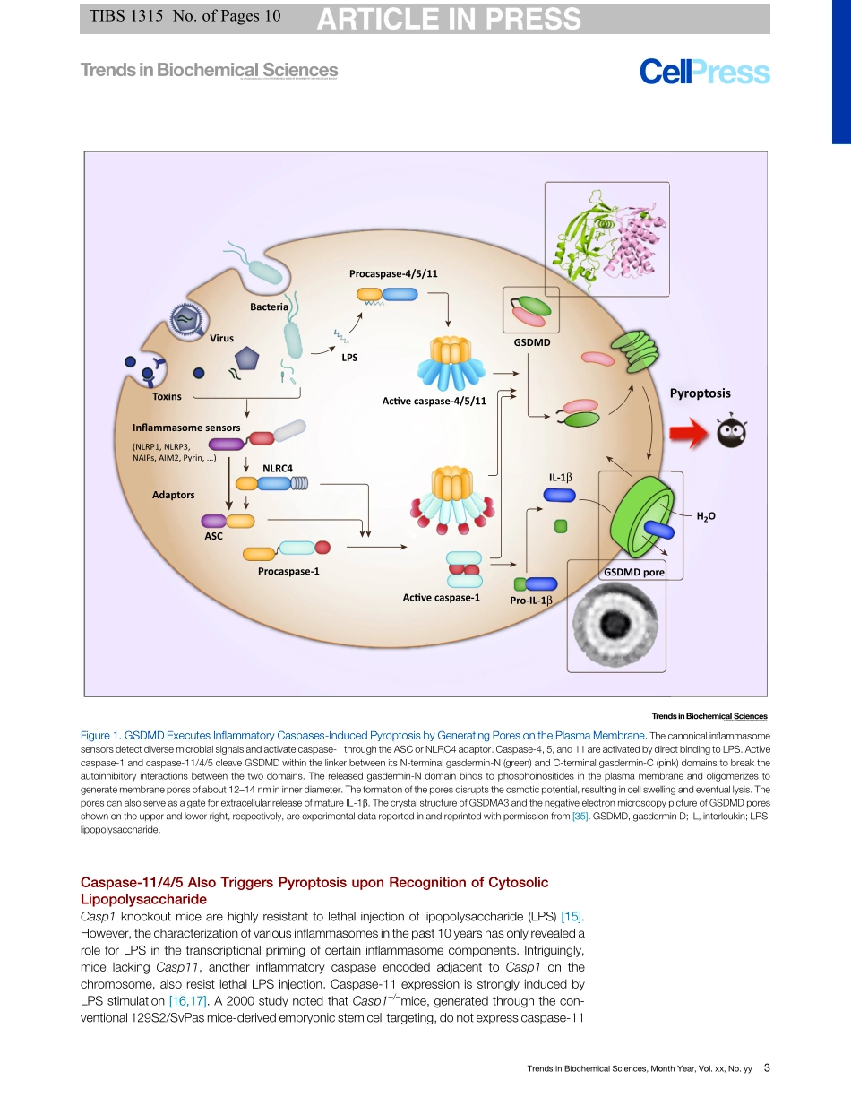 Pyoptosis Gasdermin-mediated Programmed Necrot.pdf_第3页