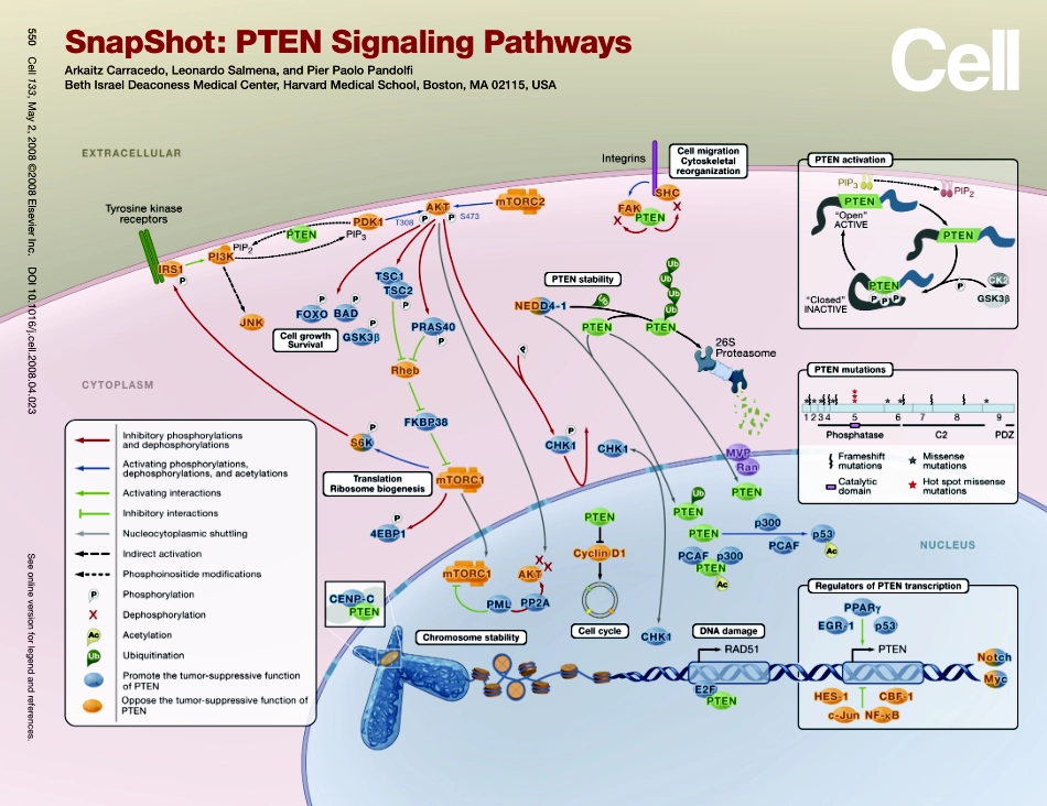 PTEN Signaling Pathways.pdf_第1页