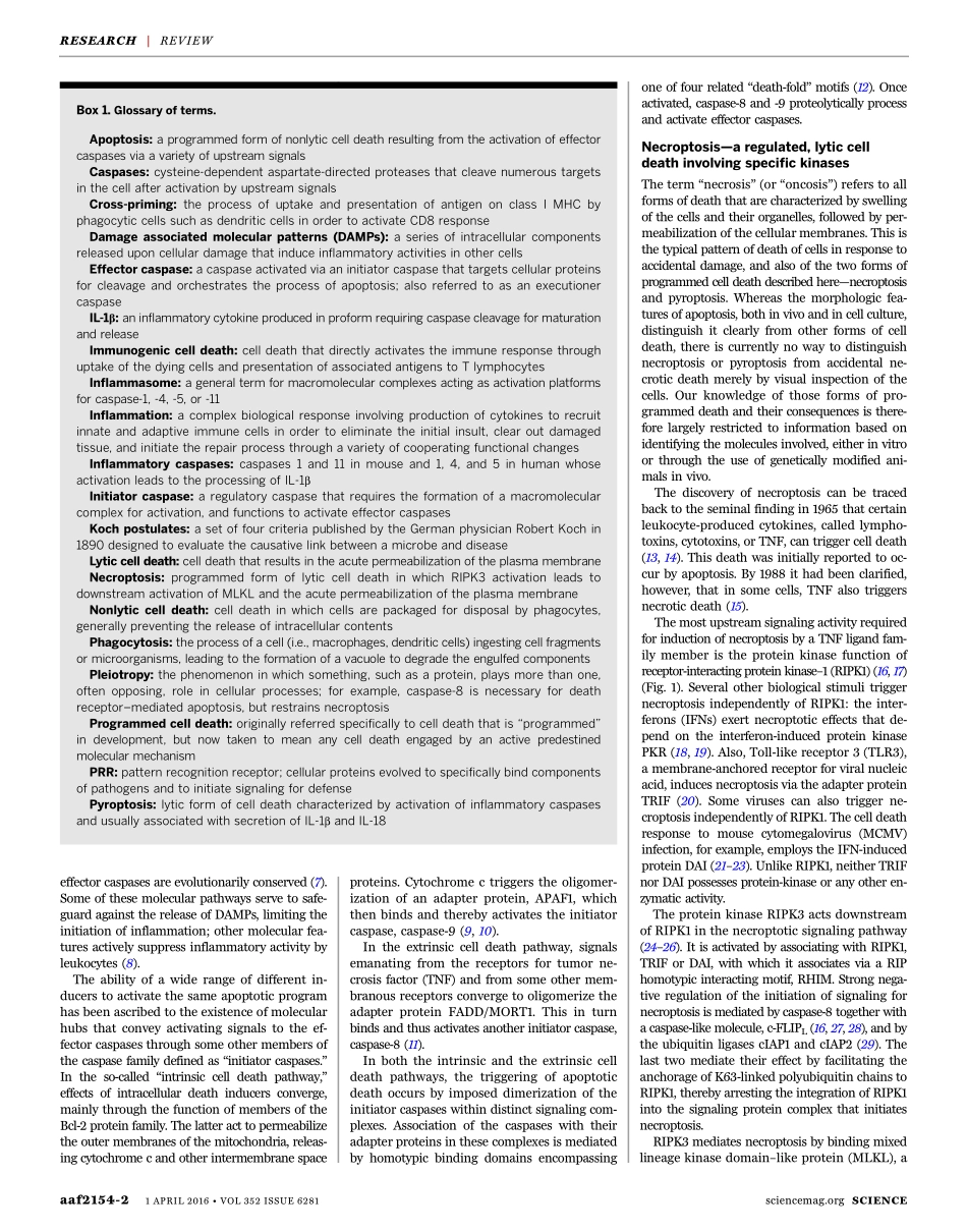 Programmed necrosis in inflammation- Toward identification of the effector molecules.pdf_第3页