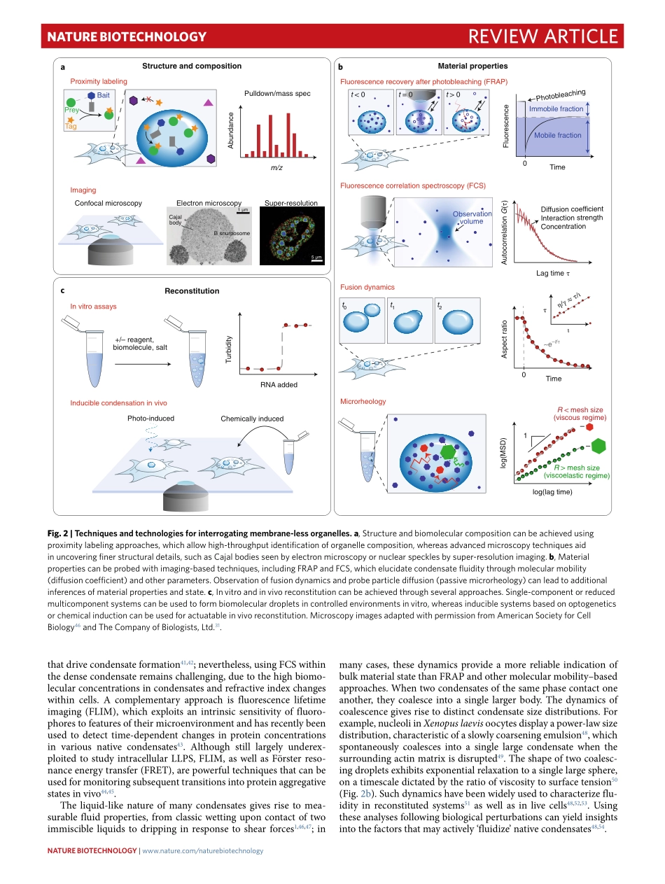 Probing and engineering liquid-phase organelle.pdf_第3页