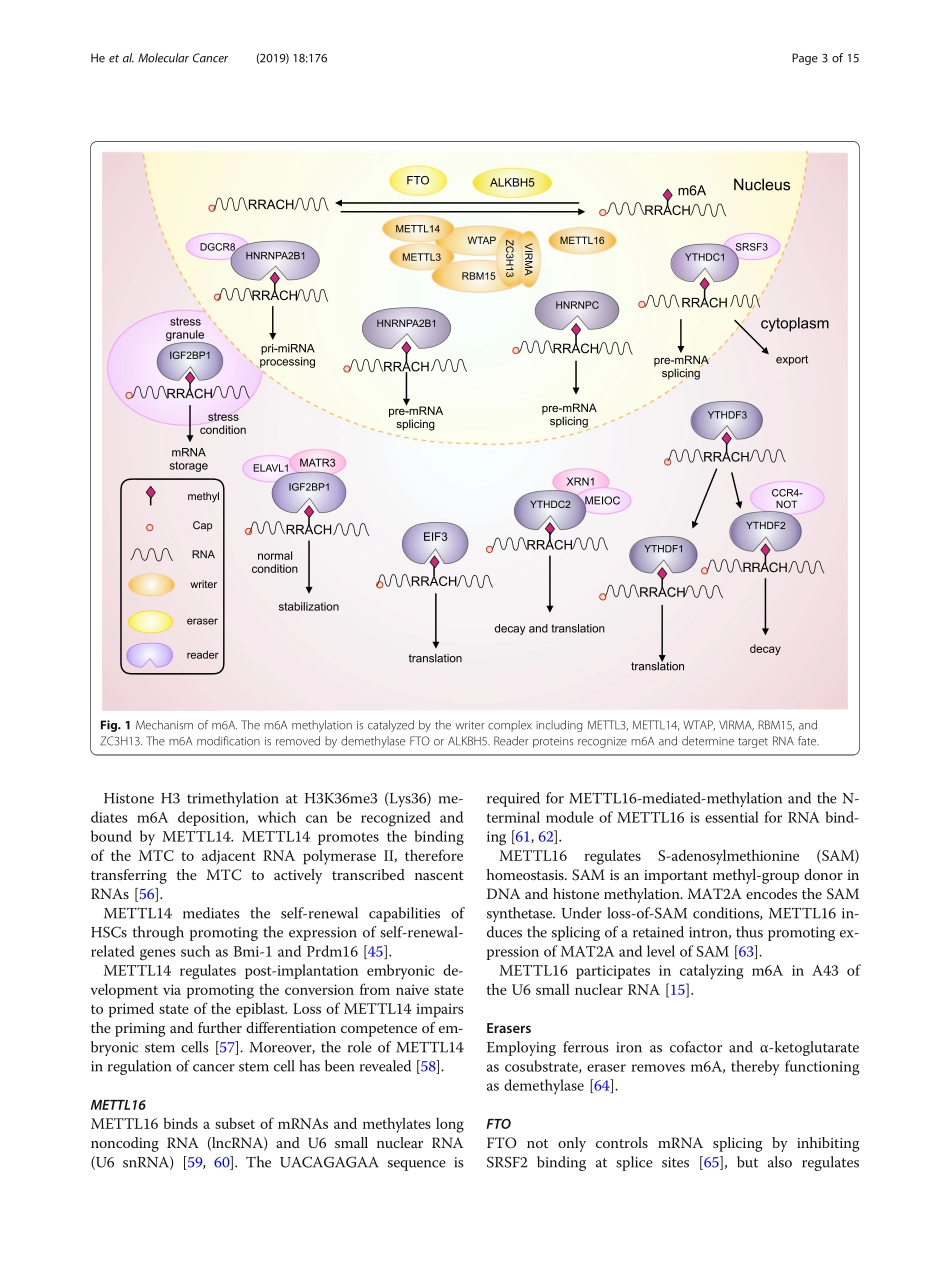 Functions of N6-methyladenosine and its role i.pdf_第3页