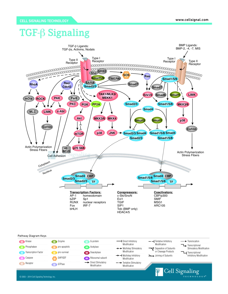 TGF-β--Smad Signaling Interactive Pathway.pdf_第1页