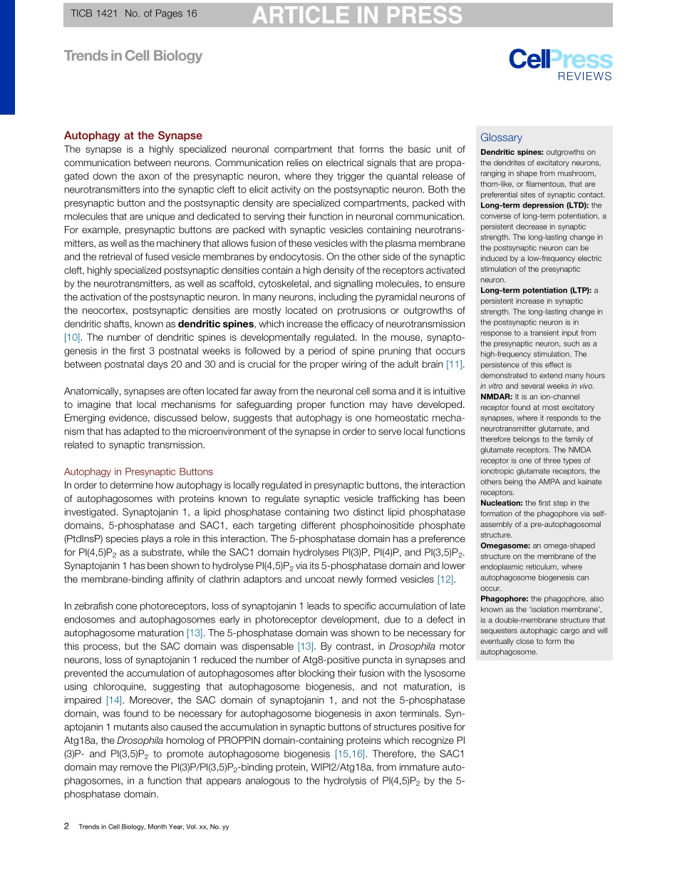 Regulation and Roles of Autophagy at Synapses.pdf_第2页