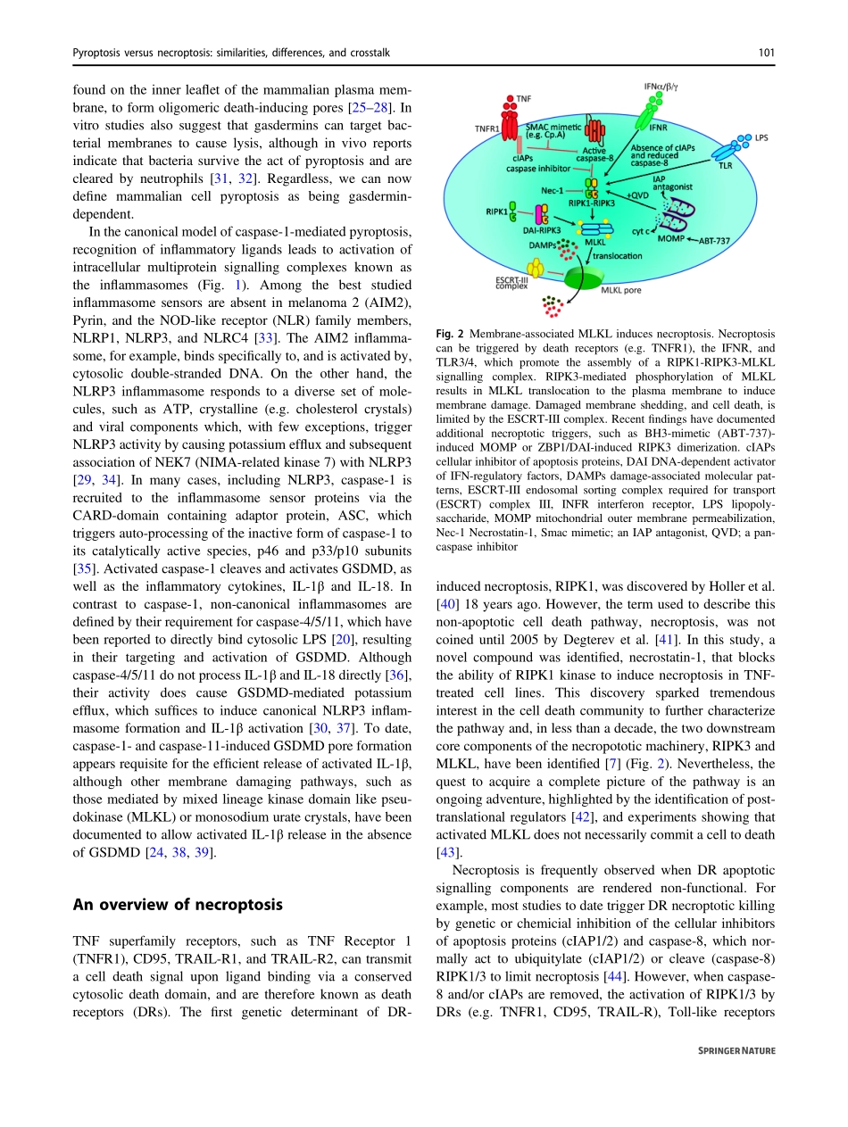 Pyroptosis versus necroptosis similarities, di.pdf_第3页