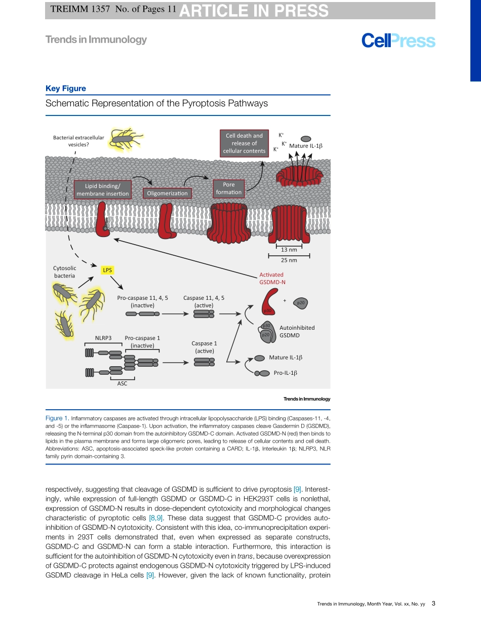 Recent Insights into the Molecular Mechanisms Underlying Pyroptosis and Gasdermin Family Functions.pdf_第3页