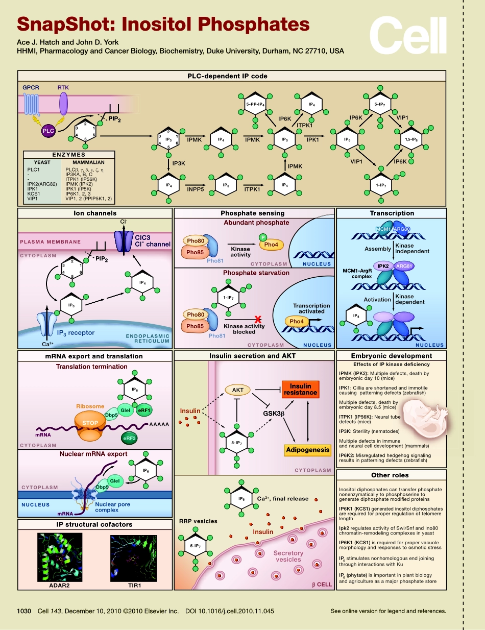 Inositol Phosphates.PDF_第1页