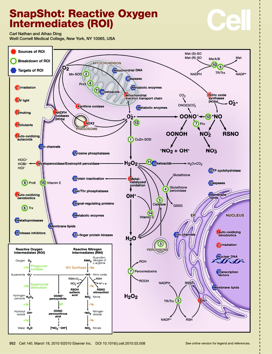 Reactive Oxygen Intermediates (ROI).pdf_第1页