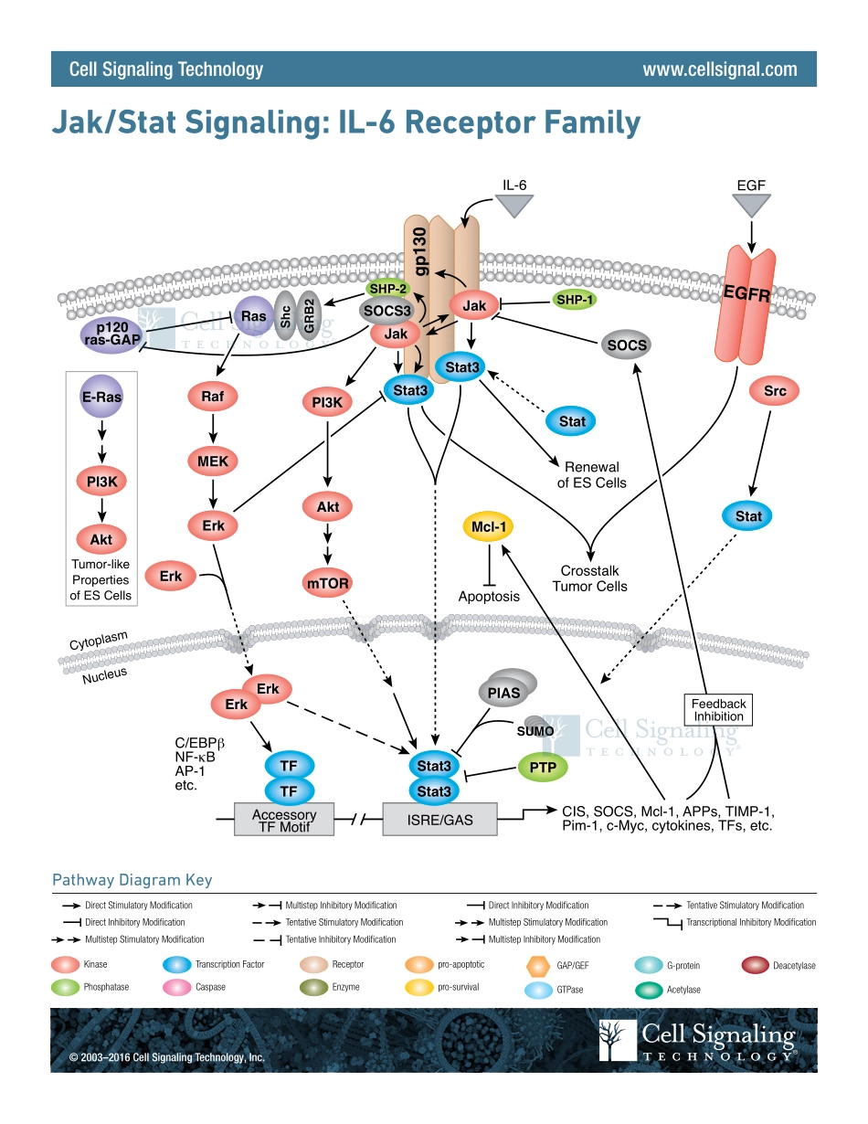 Jak-Stat Signaling Interactive Pathway.pdf_第1页