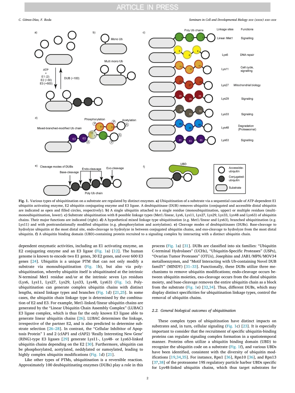 Roles of ubiquitin in autophagy and cell death.pdf_第2页
