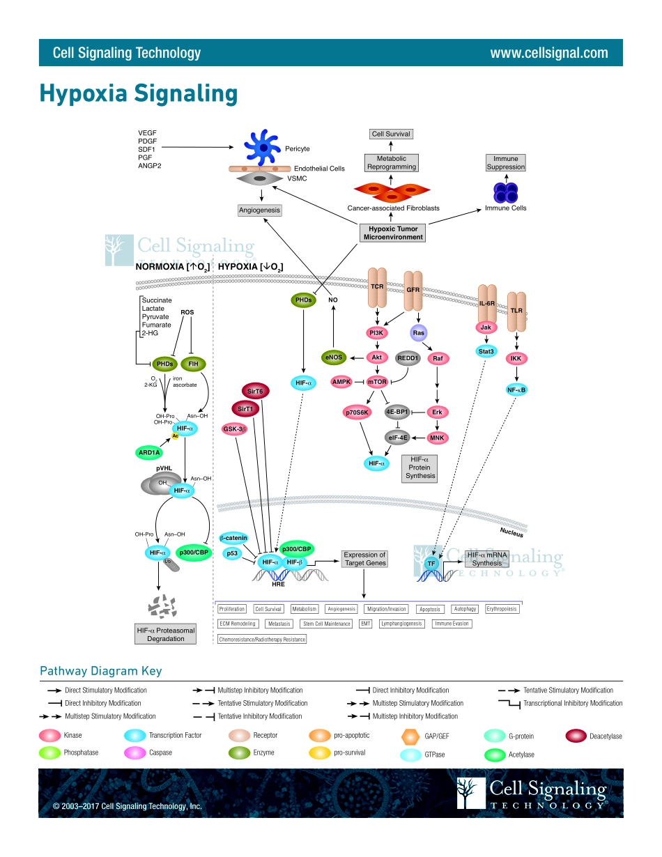 Hypoxia Signaling Interactive Pathway.pdf_第1页