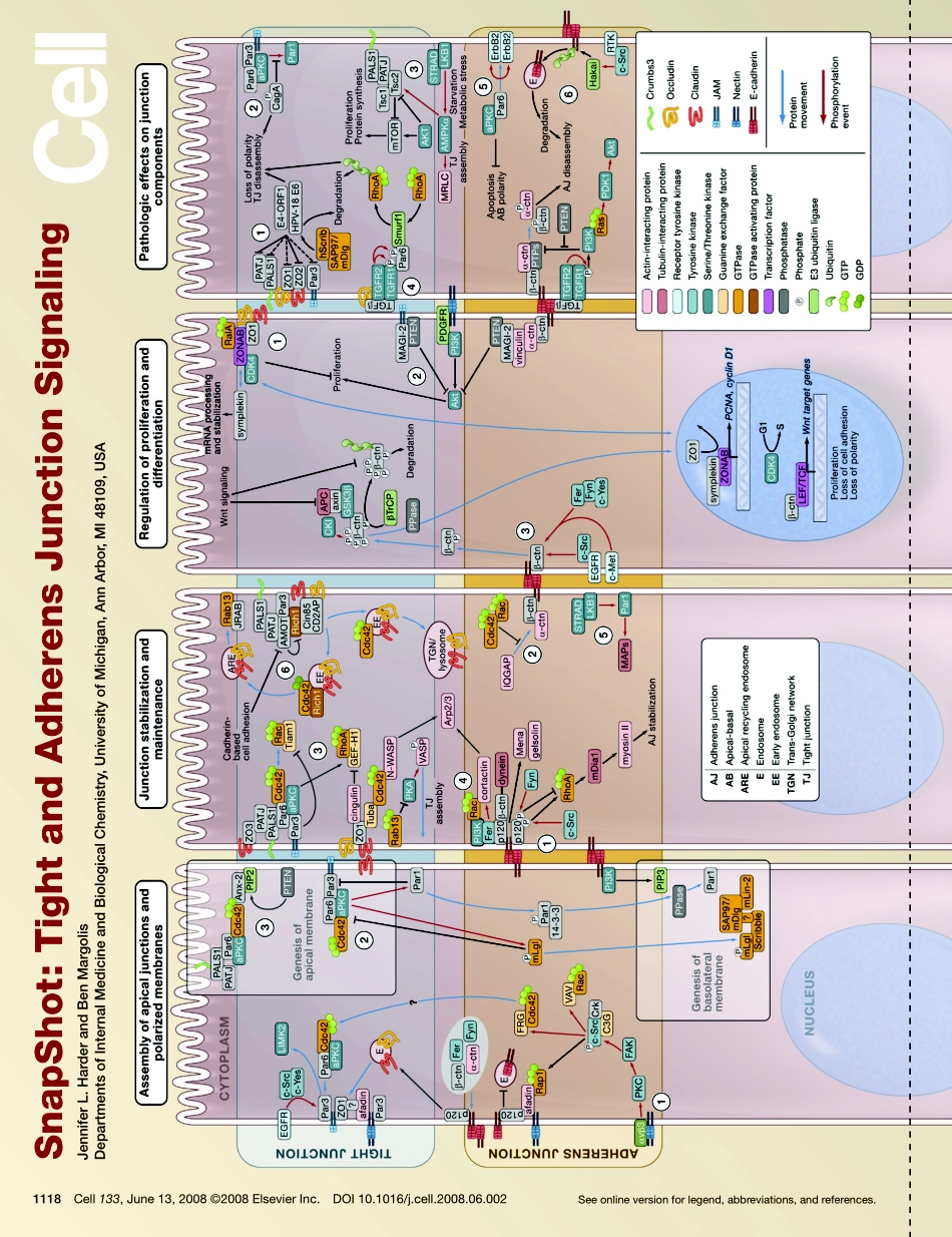 Tight and Adherens Junction Signaling.PDF_第1页