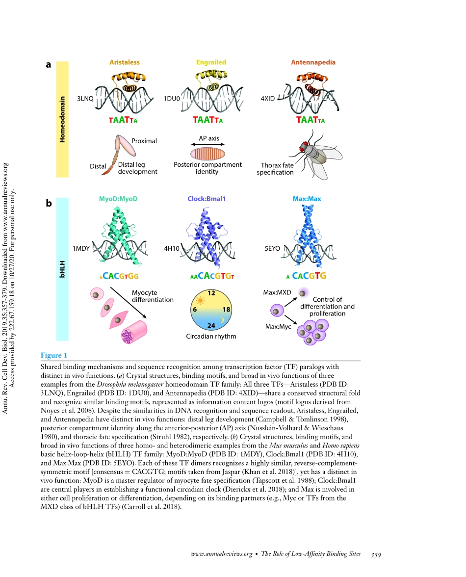 Low-Affinity Binding Sites and the Transcripti.pdf_第3页