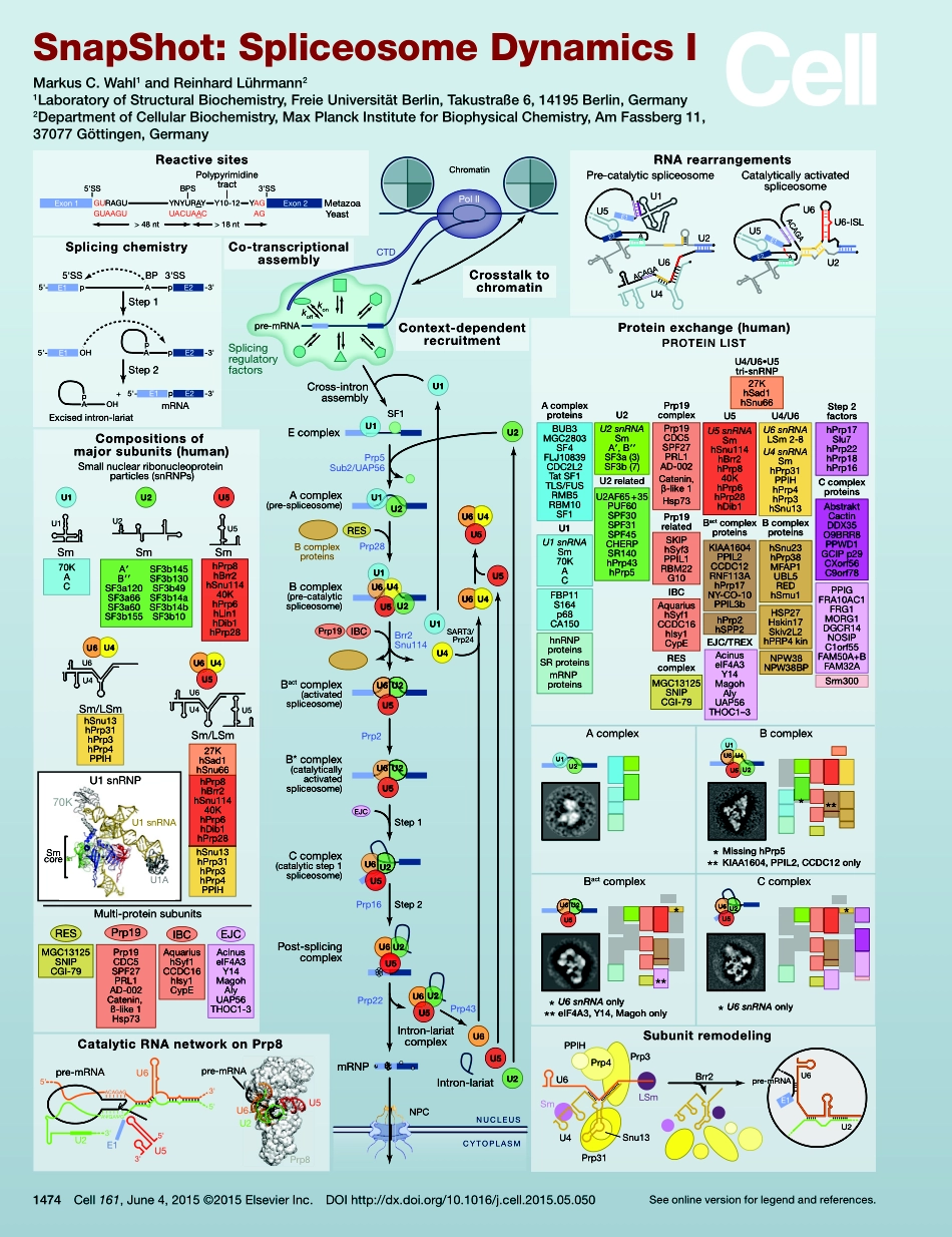 Spliceosome Dynamics I.pdf_第1页