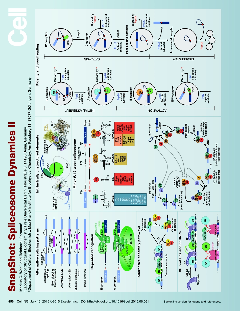 Spliceosome Dynamics II.pdf_第1页