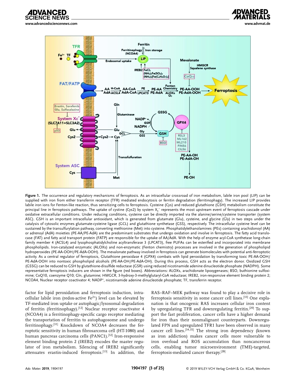 Recent Progress in Ferroptosis Inducers for Ca.pdf_第3页