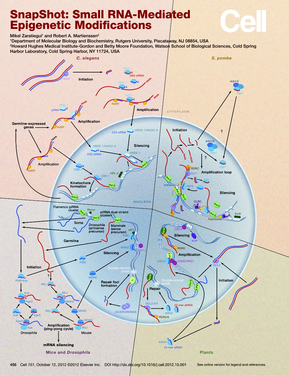 Small RNA-Mediated Epigenetic Modifications 2.pdf_第1页
