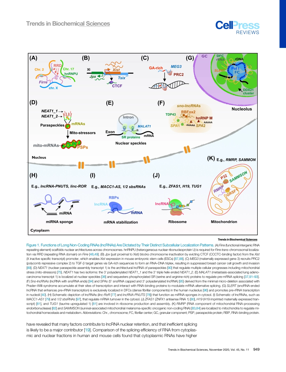 Mechanisms of Long Nocoding RNA Nuclear Retent.pdf_第3页