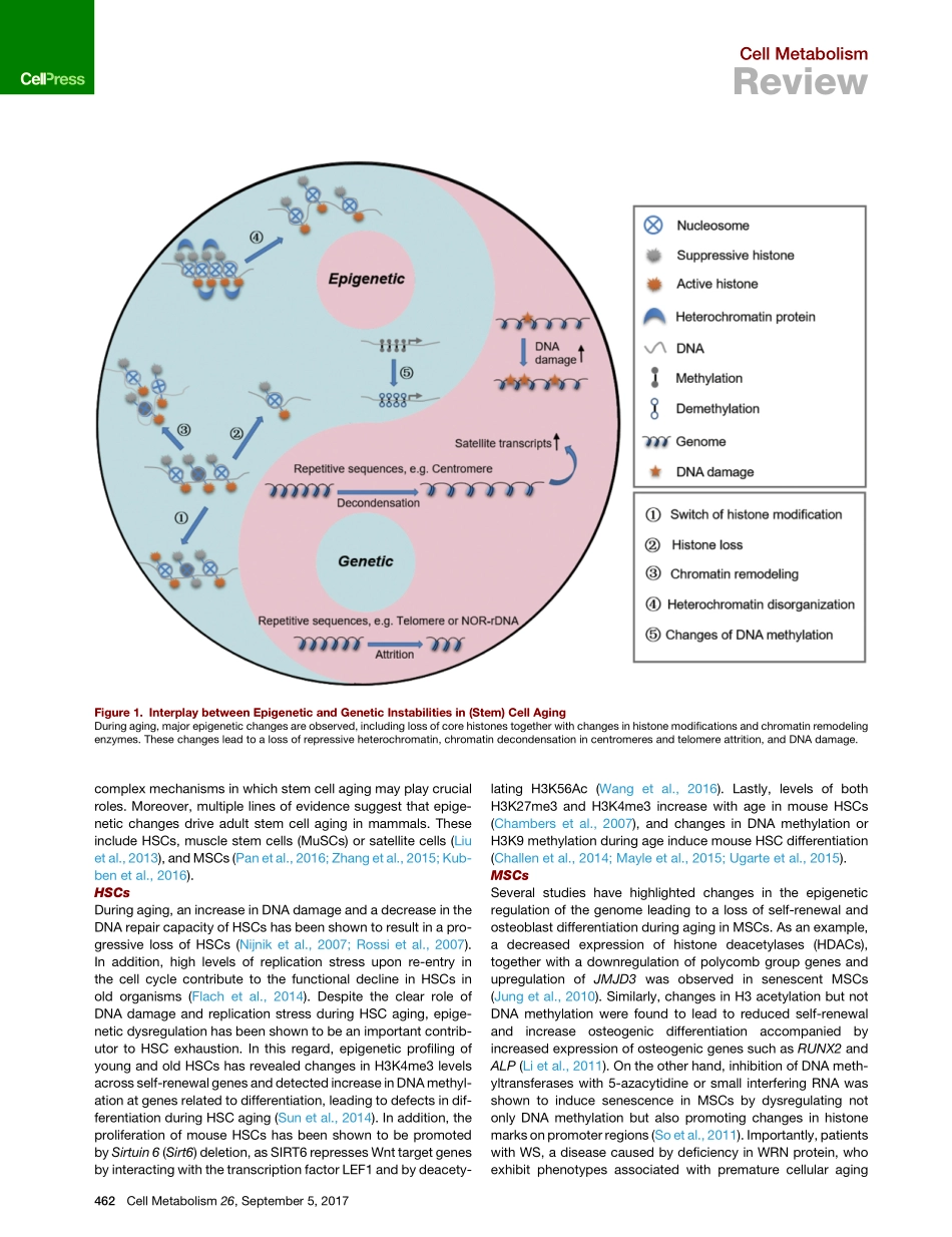 Regulation of Stem Cell Aging by Metabolism and Epigenetics.pdf_第3页