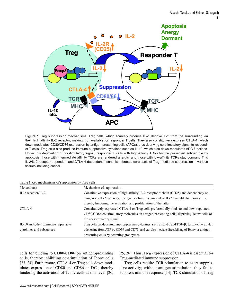Tanaka-2017-Regulatory T cells in cancer immun.pdf_第3页