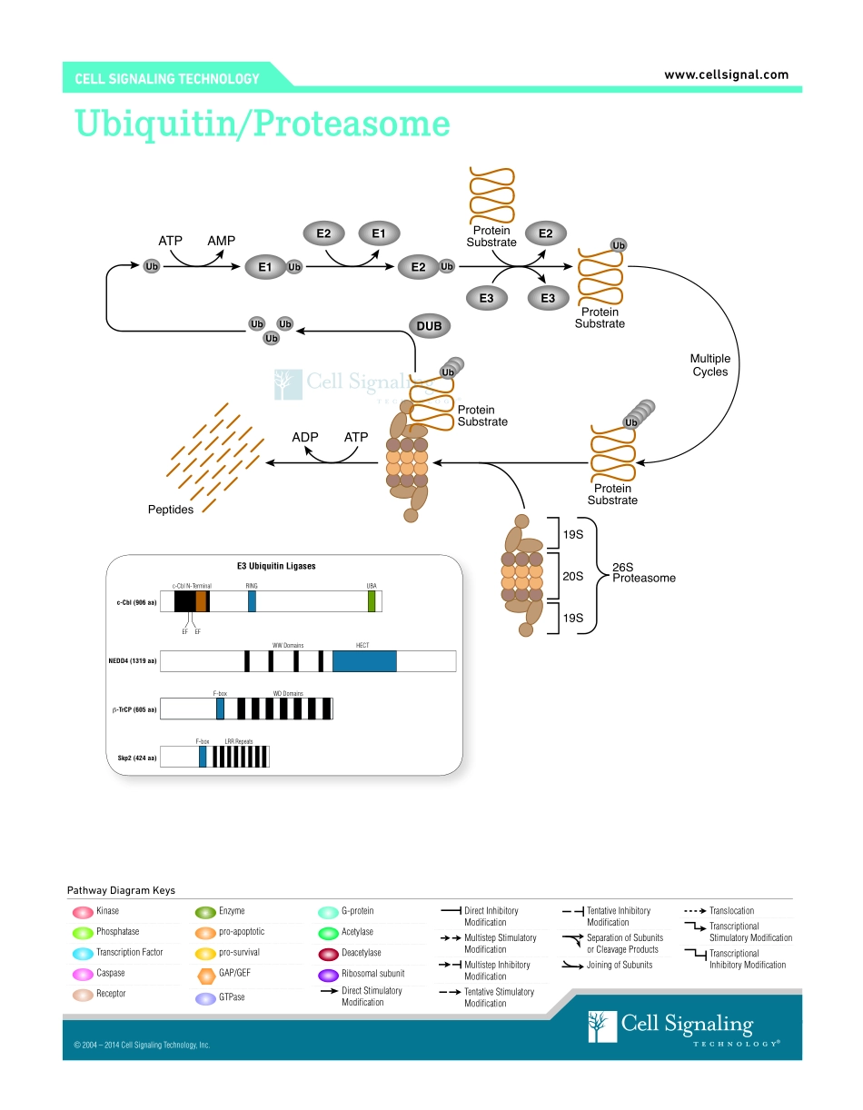 Ubiquitin - Proteasome Interactive Pathway.pdf_第1页