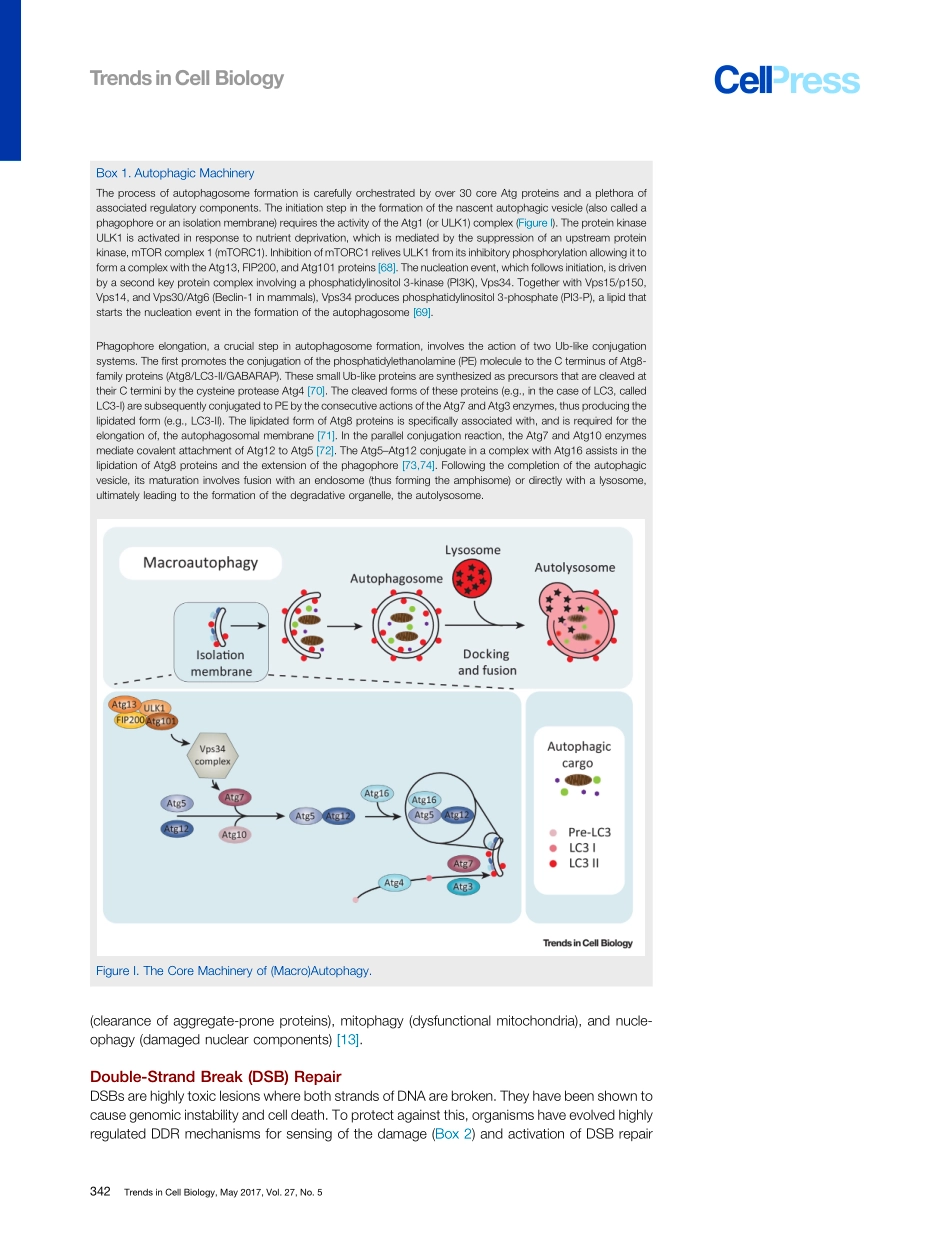 Repair, Reuse, Recycle-The Expanding Role of Autophagy in Genome Maintenance.pdf_第3页
