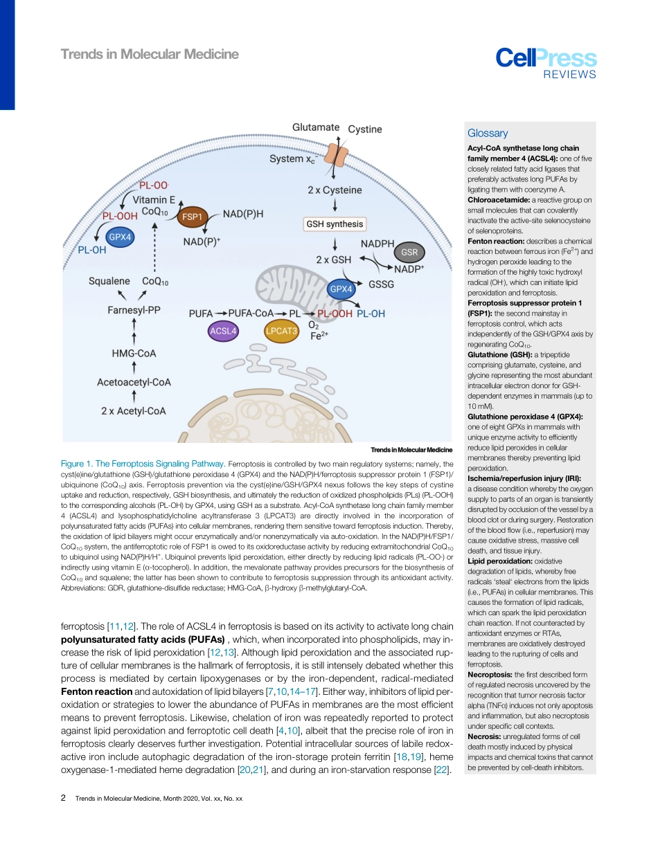 Targeting Ferroptosis New Hope for As-Yet-Incu.pdf_第2页