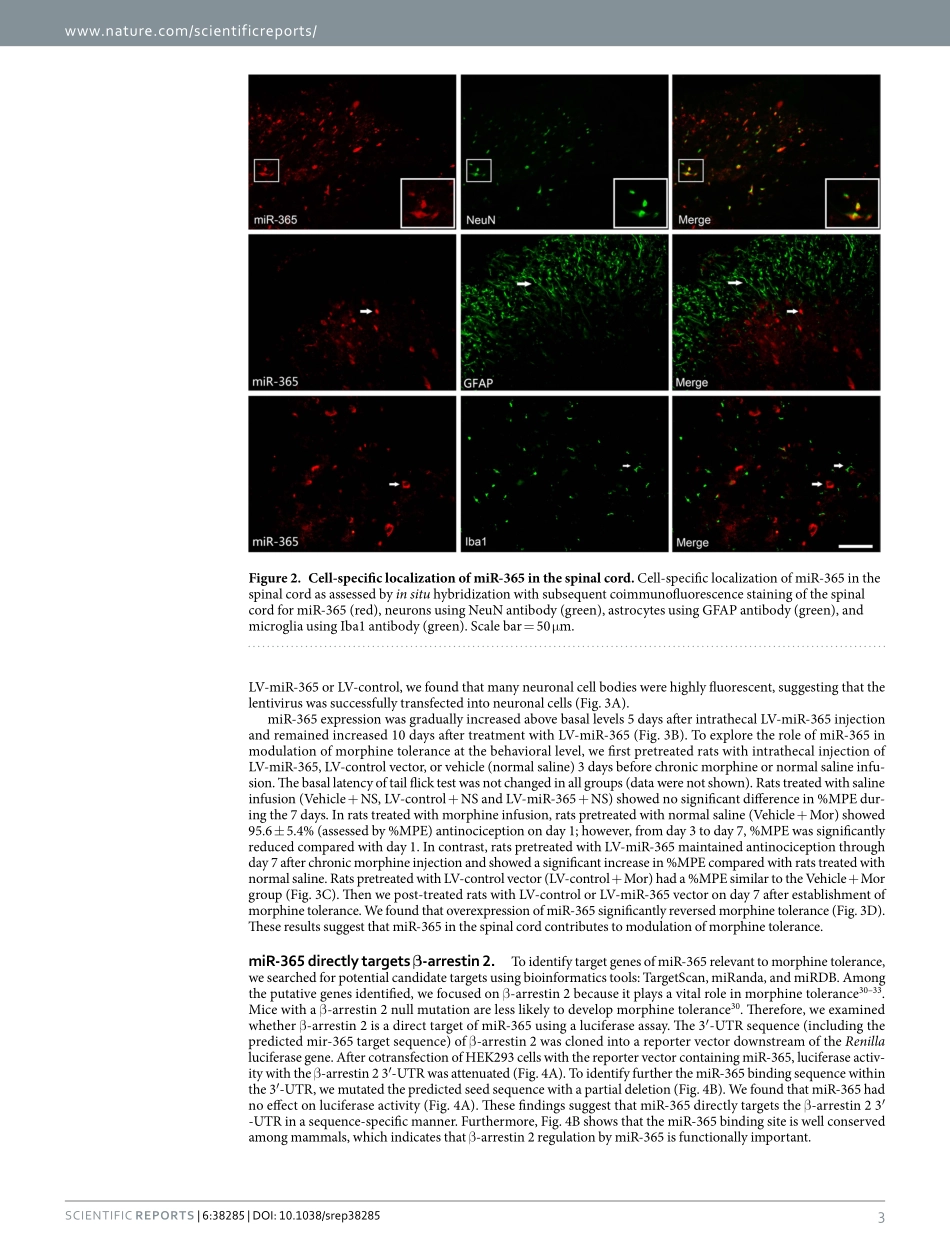 miRNA文献案例1.pdf_第3页