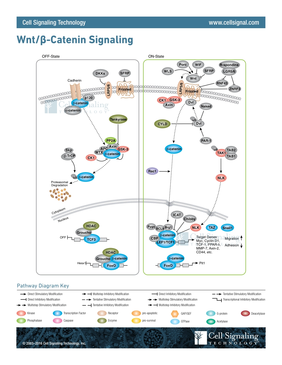 Wnt-- β-Catenin Signaling Interactive Pathway.pdf_第1页