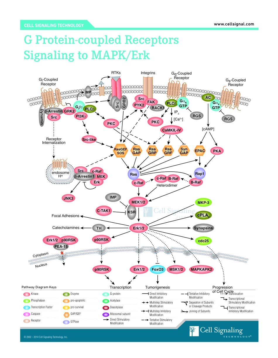 MAPK_G_Protein.pdf_第1页