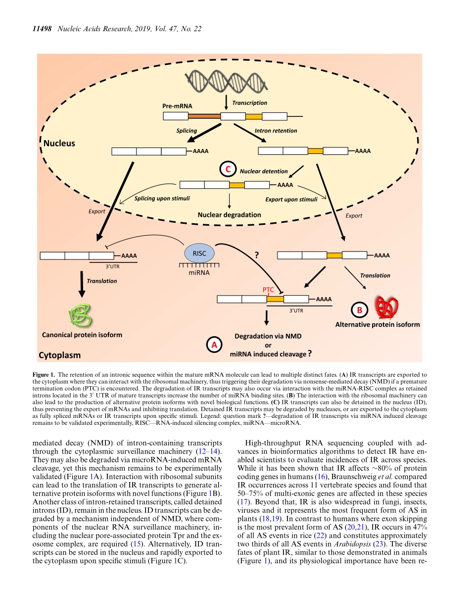 The changing paradigm of intron retention regu.pdf_第2页
