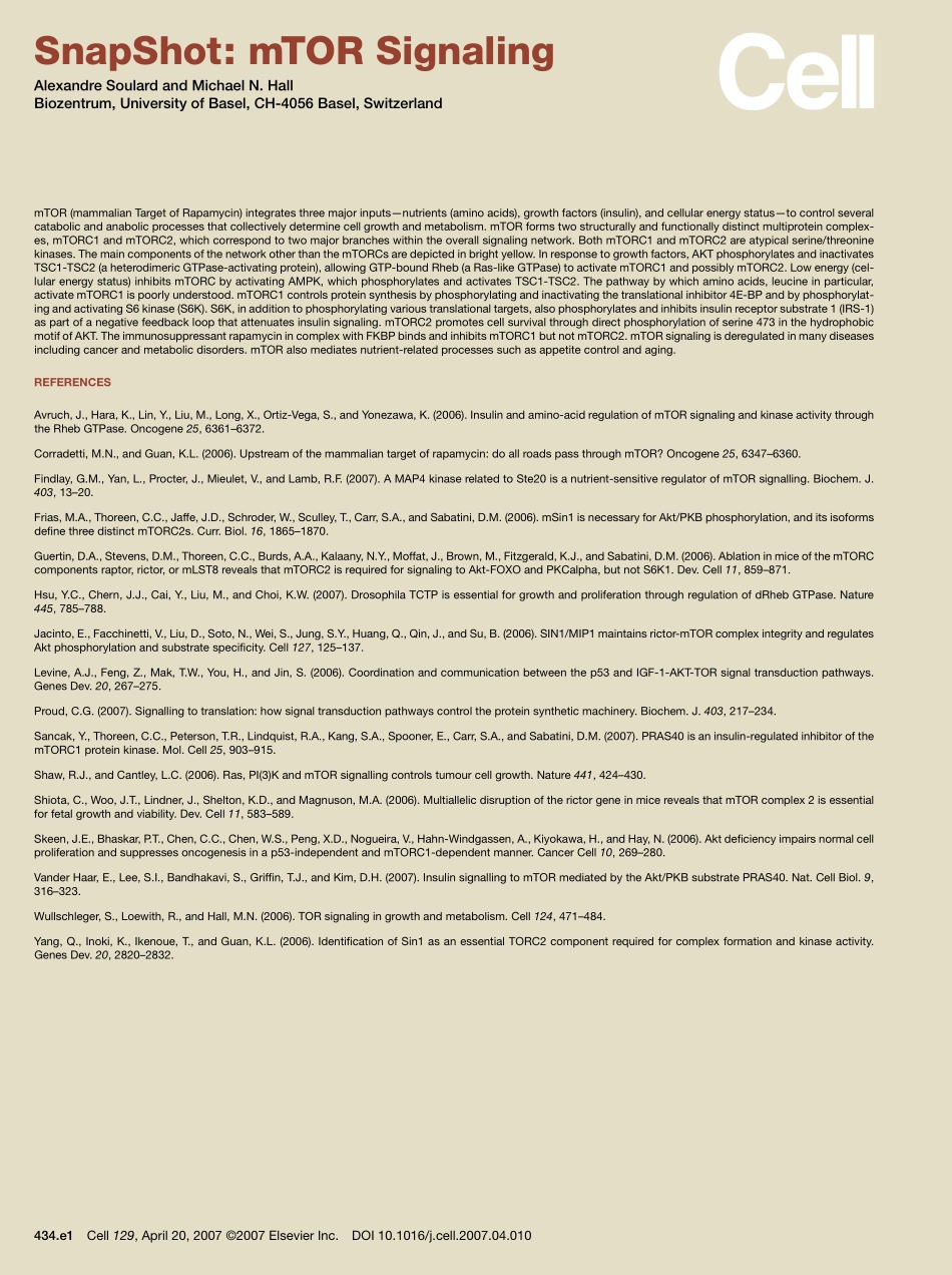 mTOR Signaling.pdf_第2页