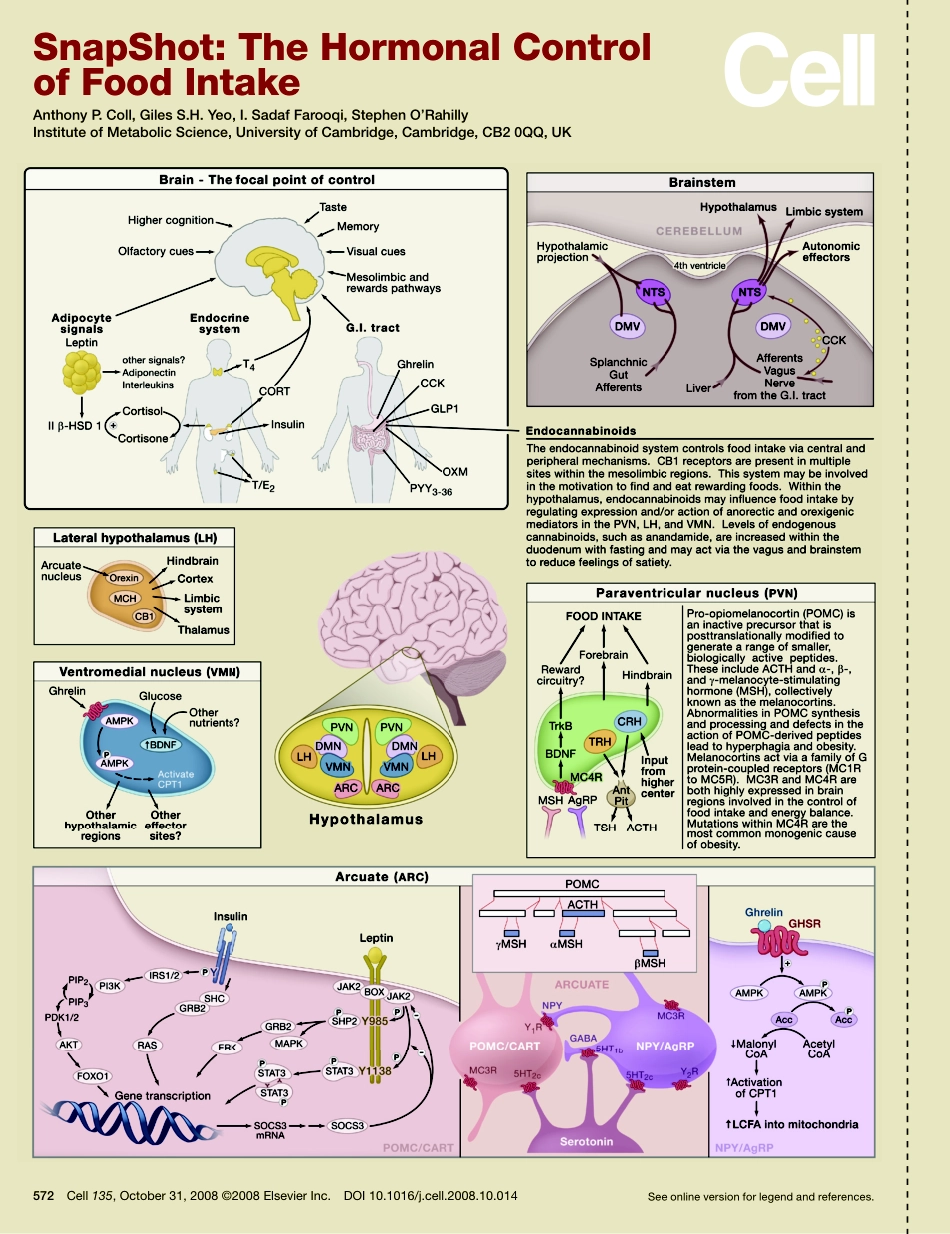 The Hormonal Control of Food Intake.PDF_第1页