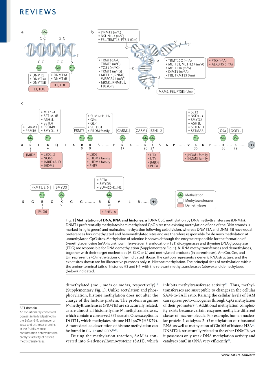 The roles of DNA, RNA and histone methylation.pdf_第2页