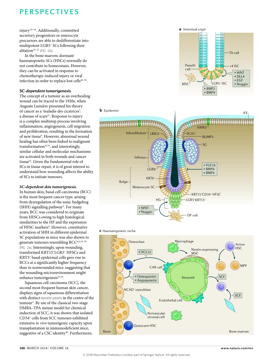 Soteriou-2018-A matter of life and death_ stem.pdf_第2页
