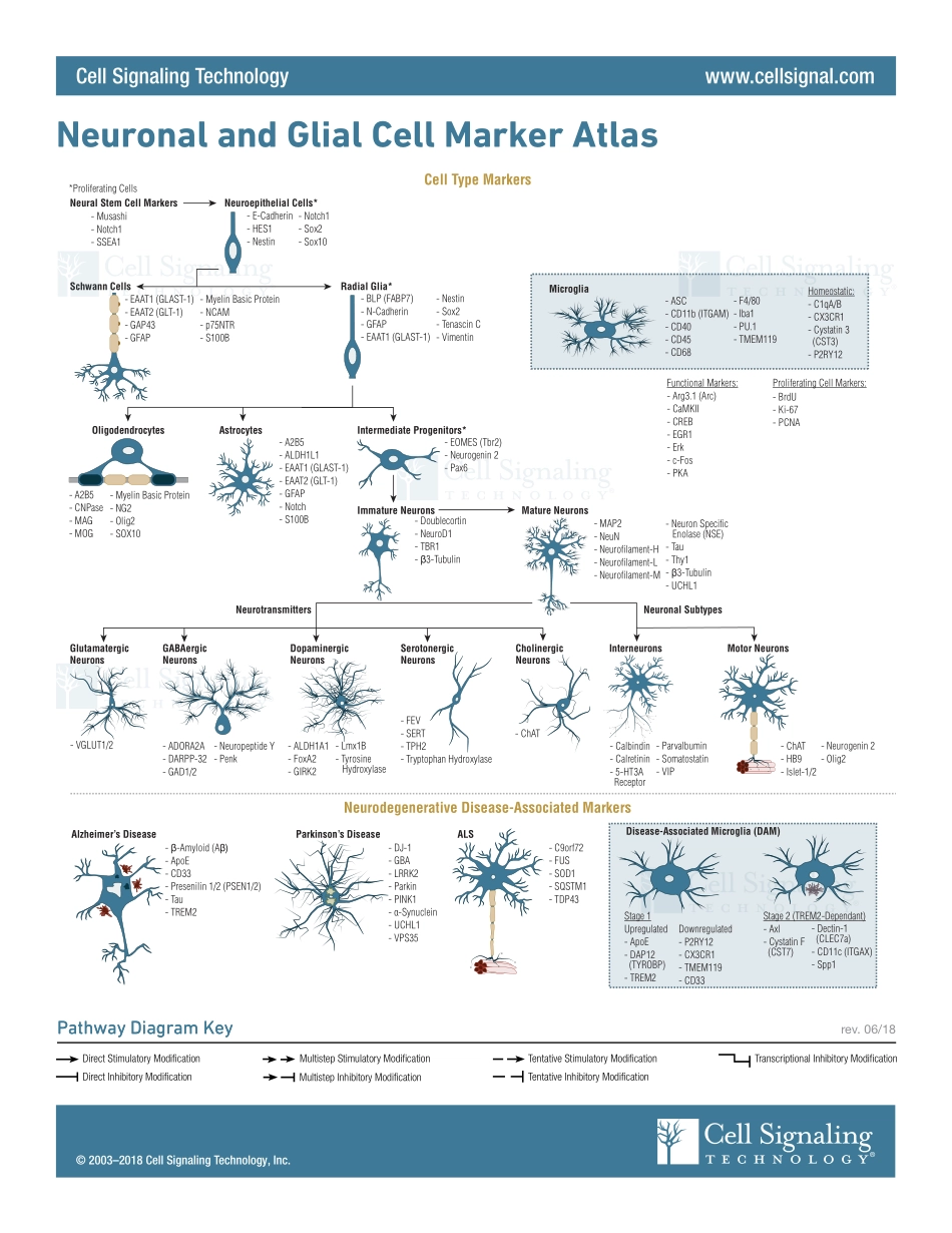 Neuronal and Glial Cell Markers Interactive Diagram.pdf_第1页