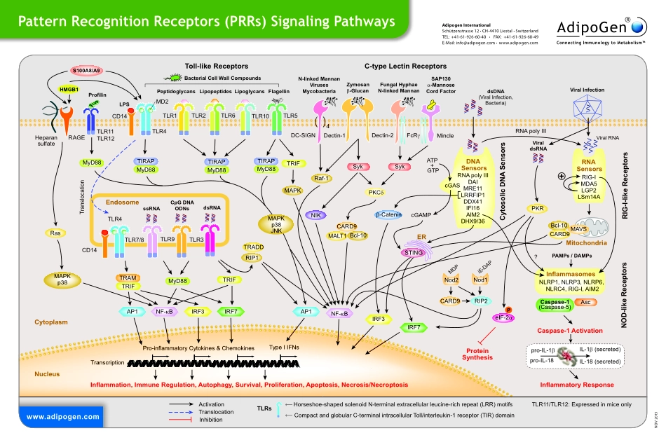 TLR pathway.pdf_第1页