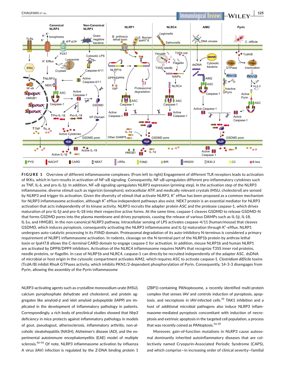 Therapeutic modulation of inflammasome pathway.pdf_第3页