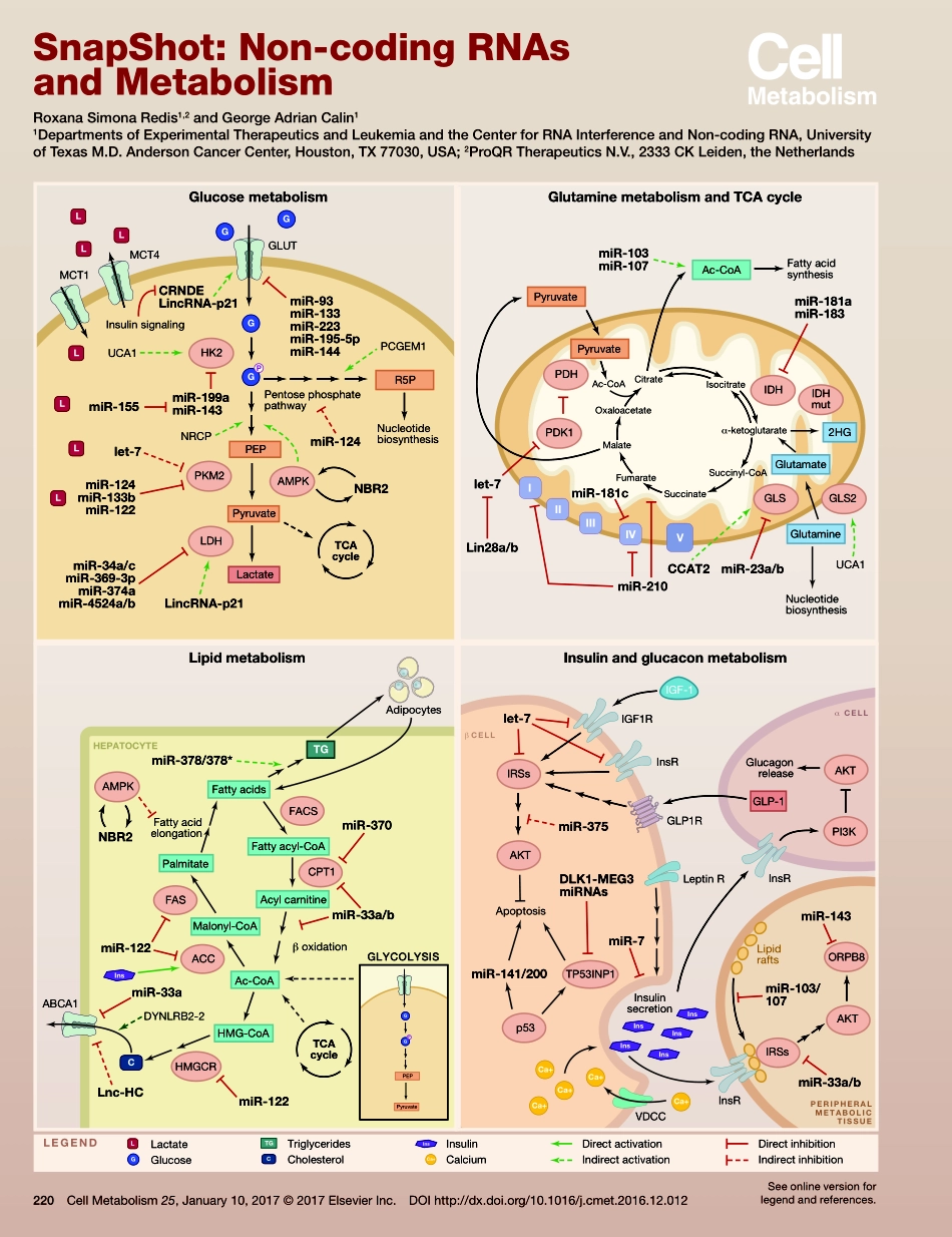 Non-coding RNAs and Metabolism.pdf_第1页