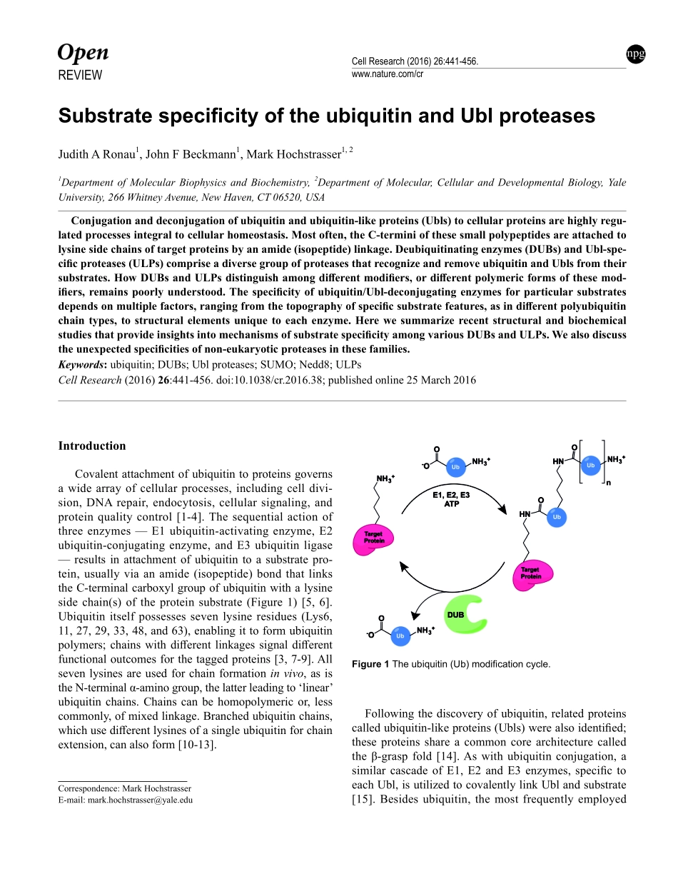 Substrate specificity of the ubiquitin and Ubl proteases.pdf_第1页