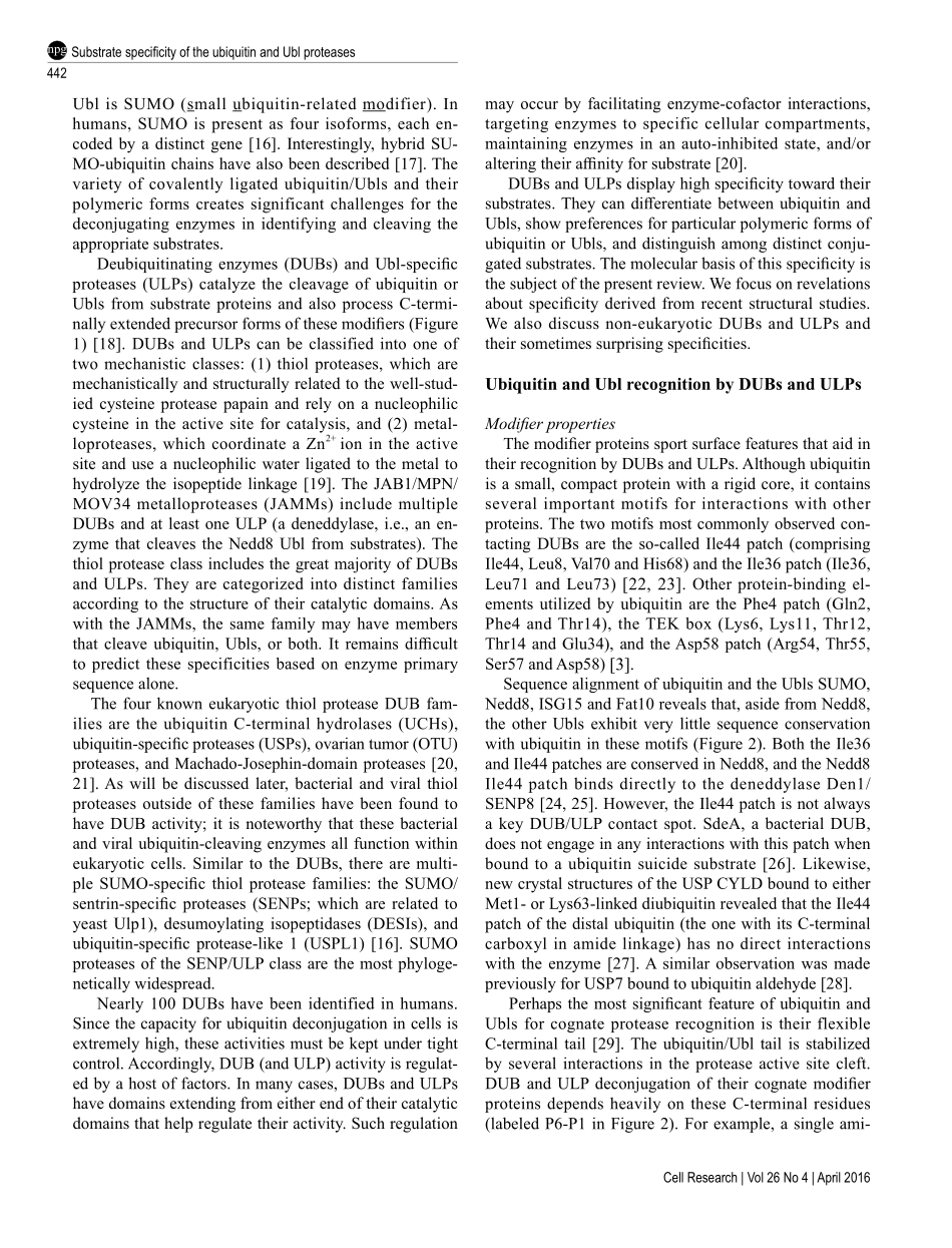Substrate specificity of the ubiquitin and Ubl proteases.pdf_第2页