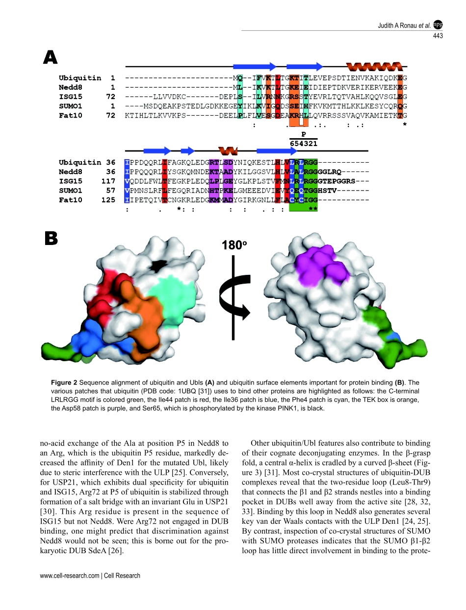 Substrate specificity of the ubiquitin and Ubl proteases.pdf_第3页