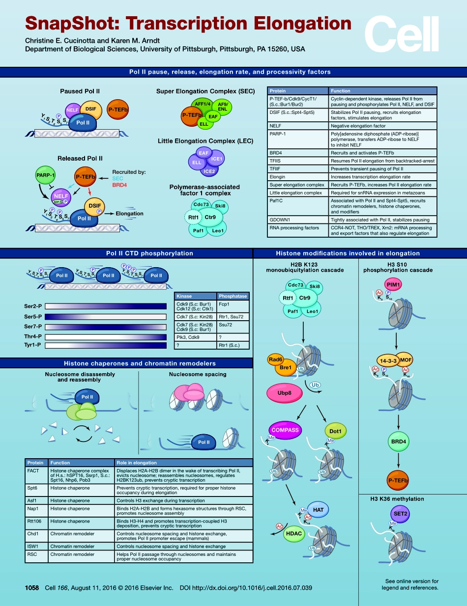 Transcription Elongation.pdf_第1页