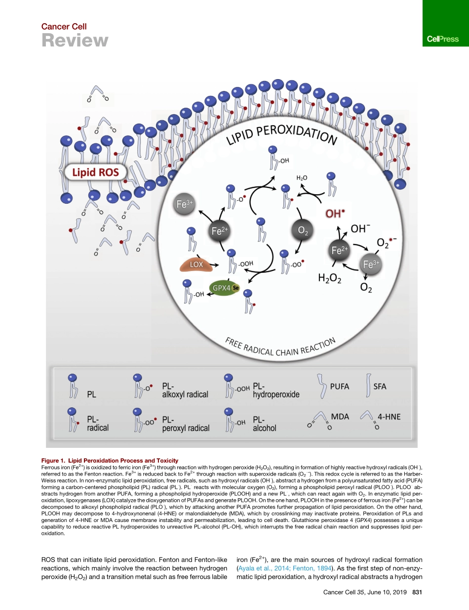 Targeting Ferroptosis to Iron Out Cancer.pdf_第2页