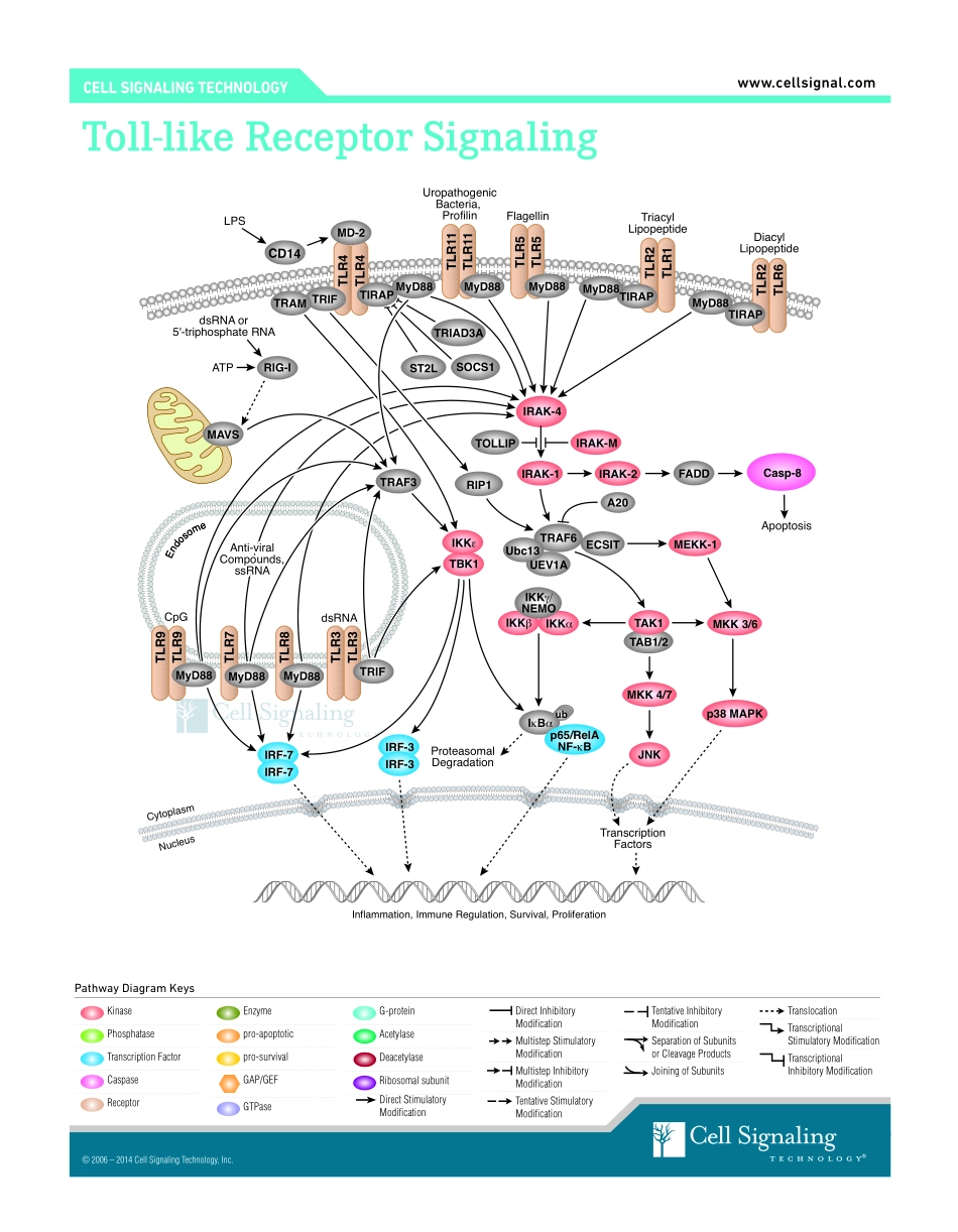 Toll-like Receptors (TLRs) Interactive Pathway.pdf_第1页