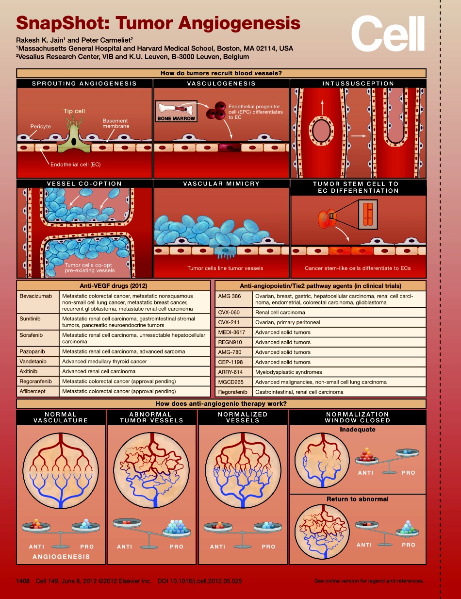 Tumor Angiogenesis.pdf_第1页