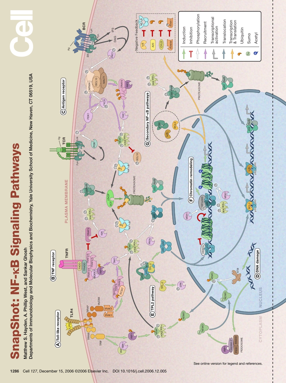 NF-kB Signaling Pathways.pdf_第1页